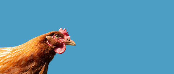head red chicken with an evil look on a blue background