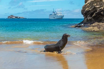 Foto op Canvas Galapagos sea lion (Zalophus wollebaeki) on beach of San Cristobal island with exploration cruise ship, Galapagos national park, Ecuador. © SL-Photography