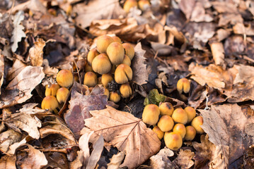 yellow mushrooms in autumn forest