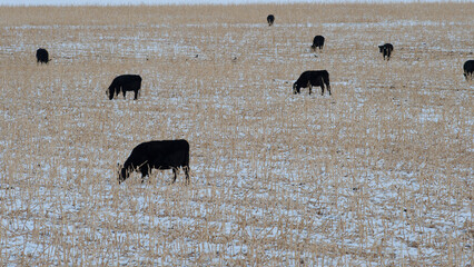 black angus cows grazing in corn field in winter on cattle beef ranch agriculture farm with snow on...