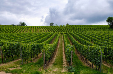 Fototapeta na wymiar Beautiful vineyard near Oppenheim, Germany. Rheinhessen wine region. Wine tourism. 