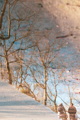 reflection in the pond in Vondel park 