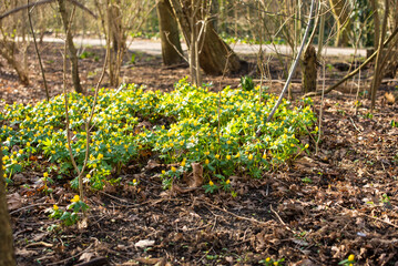 spring flowers on the field 