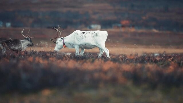 A close-ur the two young reindeer fighting, clashing their antlers then retreating. Slow-motion, pan follow.