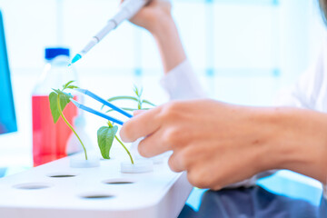 girl laboratory assistant apply with a pipette Herbicide and pesticide on a leaf of a green plant laboratory experiment