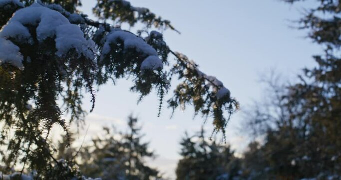 Camera moves under a evergreen branch covered with snow. Branch gets in focus.