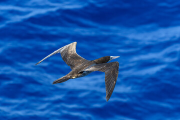 Flying gannet - large seabird with mainly white plumage