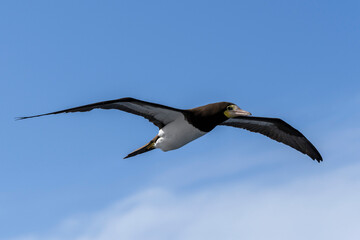 Fototapeta na wymiar Flying gannet - large seabird with mainly white plumage