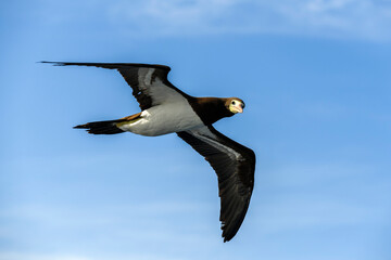 Flying gannet - large seabird with mainly white plumage