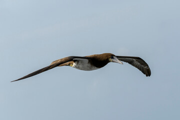 Flying gannet - large seabird with mainly white plumage