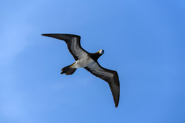 Flying gannet - large seabird with mainly white plumage