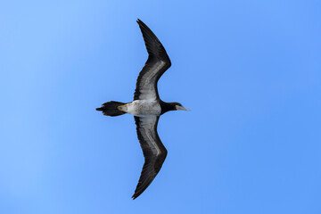 Flying gannet - large seabird with mainly white plumage