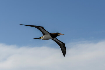 Flying gannet - large seabird with mainly white plumage