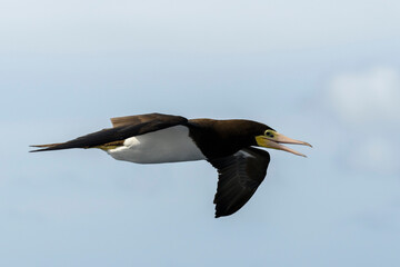 Flying gannet - large seabird with mainly white plumage