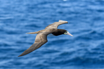 Flying gannet - large seabird with mainly white plumage