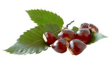 brown edible fruits of sweet chestnut  tree close up