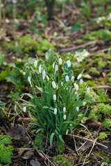 spring snowdrops in the grass