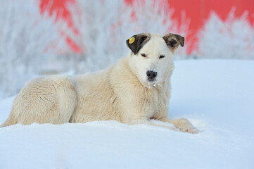 Obraz na płótnie Canvas Homeless dog in the snow.