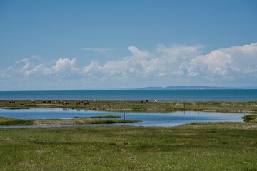 On the grassland by Qinghai Lake, there are blue sky and white clouds in the sky