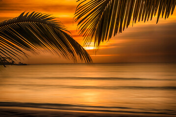 Sunset in Negril, Jamaica at Bloody Bay with palm trees.