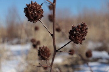 pine cones in snow 