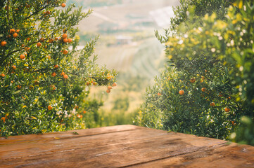 Empty wood table with free space over orange trees, orange field background. For product display...