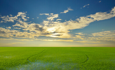 Landscape, blue sky, green fields, early morning concept. Use to design backgrounds and wallpapers.