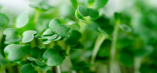 Arugula micro green sprouts background. Selective focus, close up.