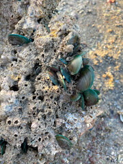 Asian green mussel stick to the rock its nutura, habitats and seing only during low tide