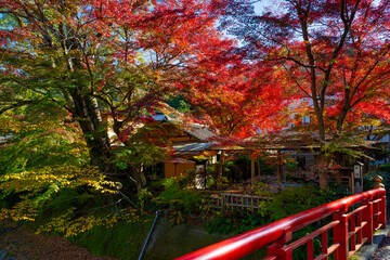 静岡県伊豆市修善寺温泉街の紅葉