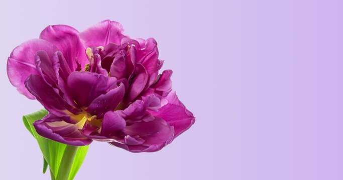 Timelapse of purple tulip flower blooming. Holiday bouquet. Wedding backdrop, Valentine's Day concept. 4K video with place for text or image