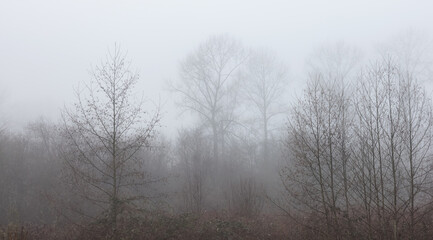 Canadian rain forest with green trees. Early morning fog in winter season. Tynehead Park in Surrey,...