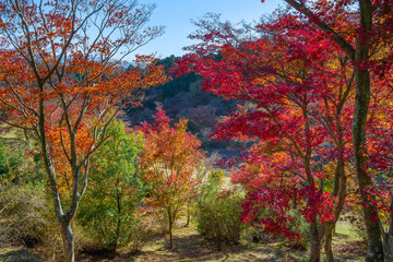 静岡県伊豆市修善寺　修善寺自然公園もみじ林の紅葉