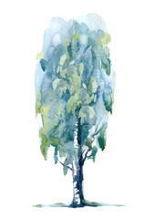 Birch tree.Deciduous tree.Watercolor hand drawn illustration.White background.	 - 487821015