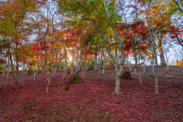 静岡県伊豆市修善寺　修善寺自然公園もみじ林の紅葉