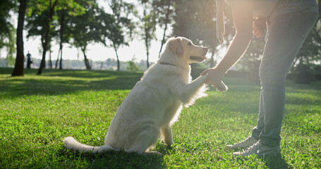 Smart golden retriever giving paw to owner. Man shake grip in warm sunlight park