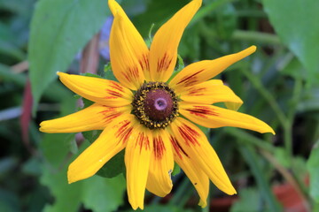 Rudbeckia hirta macrofotografia 