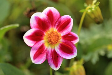 Dahlia hortensis macrofotografia