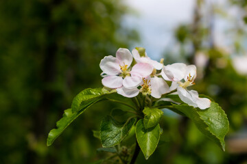 Blooming apple tree branches white flowers and green leaves on the blue sky background