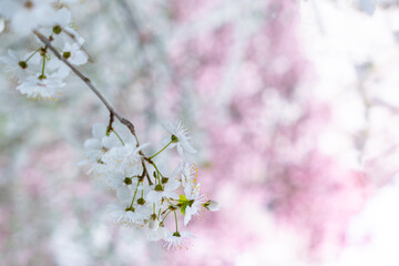 Twigs of cherry tree with white blossoming flowers in early spring