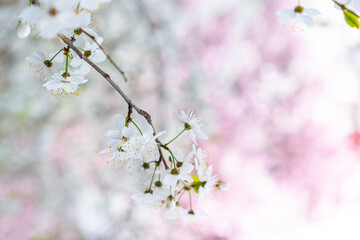 Twigs of cherry tree with white blossoming flowers in early spring
