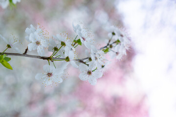 Twigs of cherry tree with white blossoming flowers in early spring