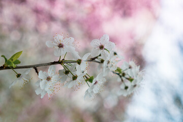 Twigs of cherry tree with white blossoming flowers in early spring