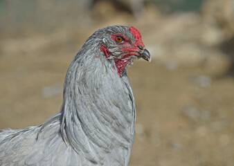 Gray chicken in yard.