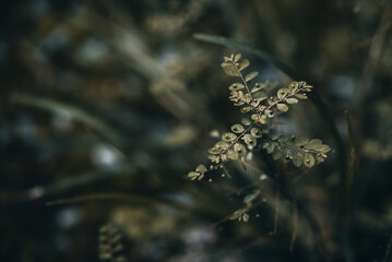 A Stem with Tiny Leaves Against a Dark Green Soft Focus Background