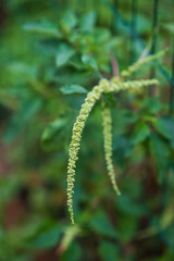 Green Fern in the Garden