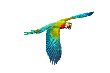 Colorful macaw parrot flying isolated on white