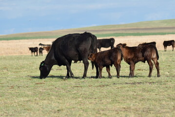 Cows. MOO!