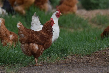 Chickens! Cluck Cluck!