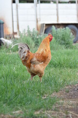 Chickens! Cluck Cluck!